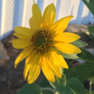 Meet your Posher, Janeth